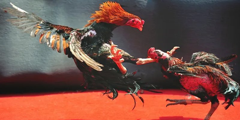 onbet c1 gà chọi